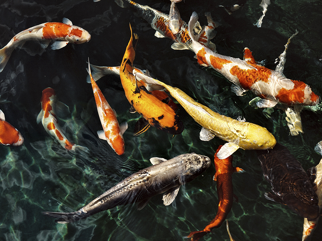 Thức ăn cá Koi Novokoi 10kg