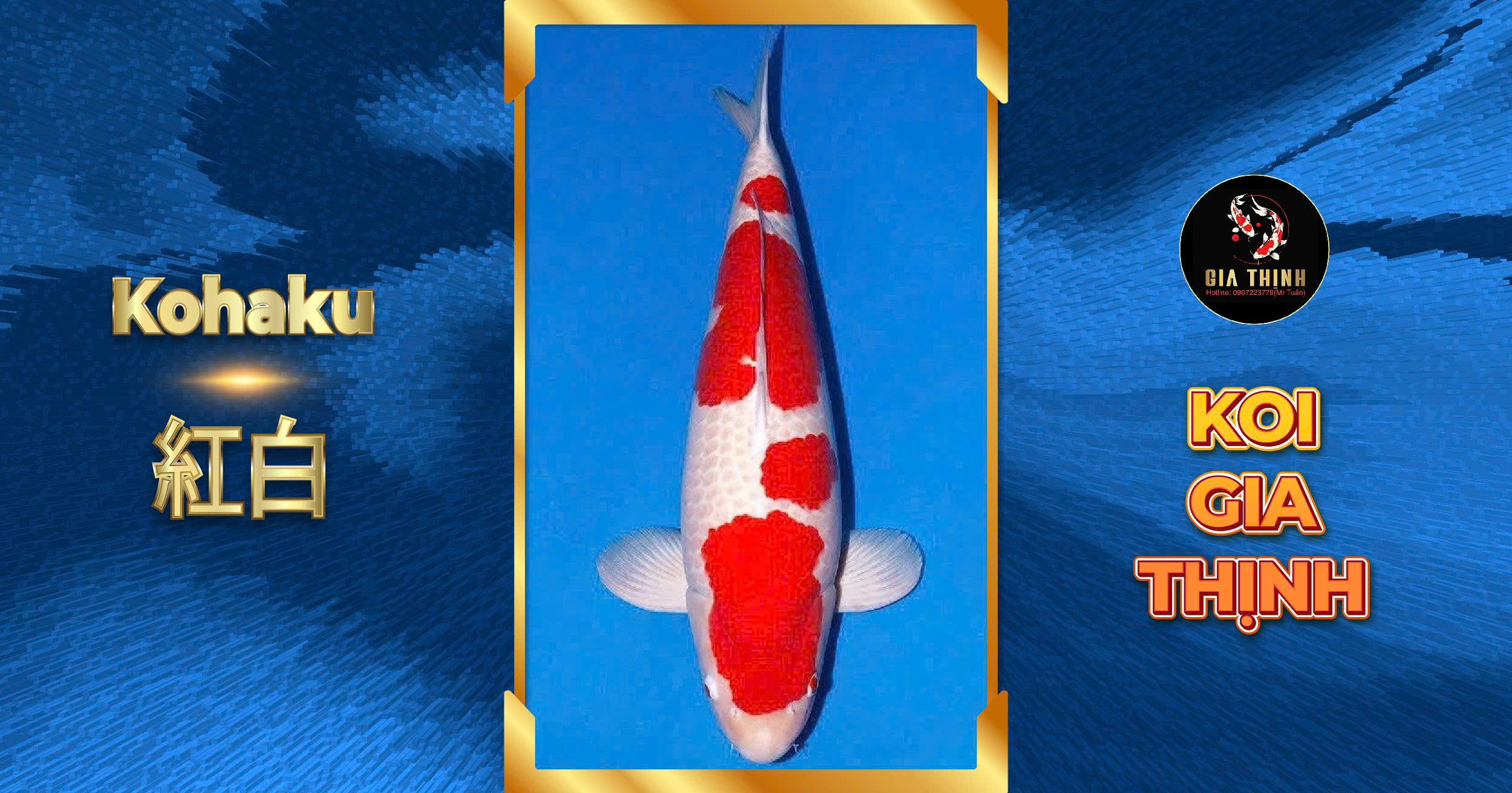 cá Koi