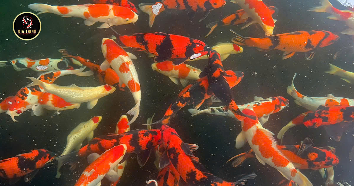 cá Koi Nhật
