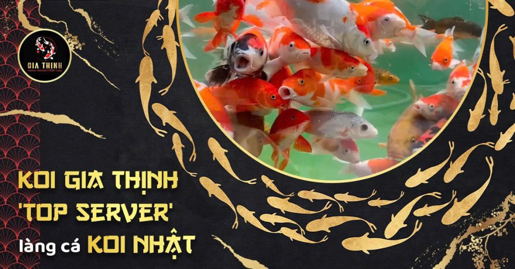 cá Koi Nhật