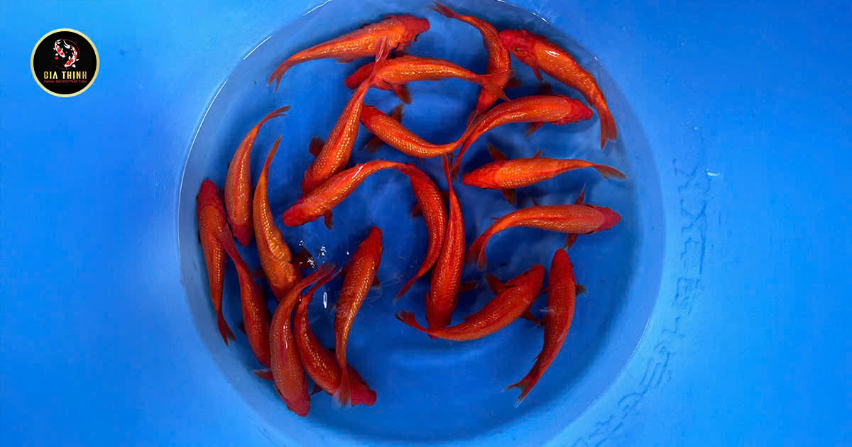 cá Koi