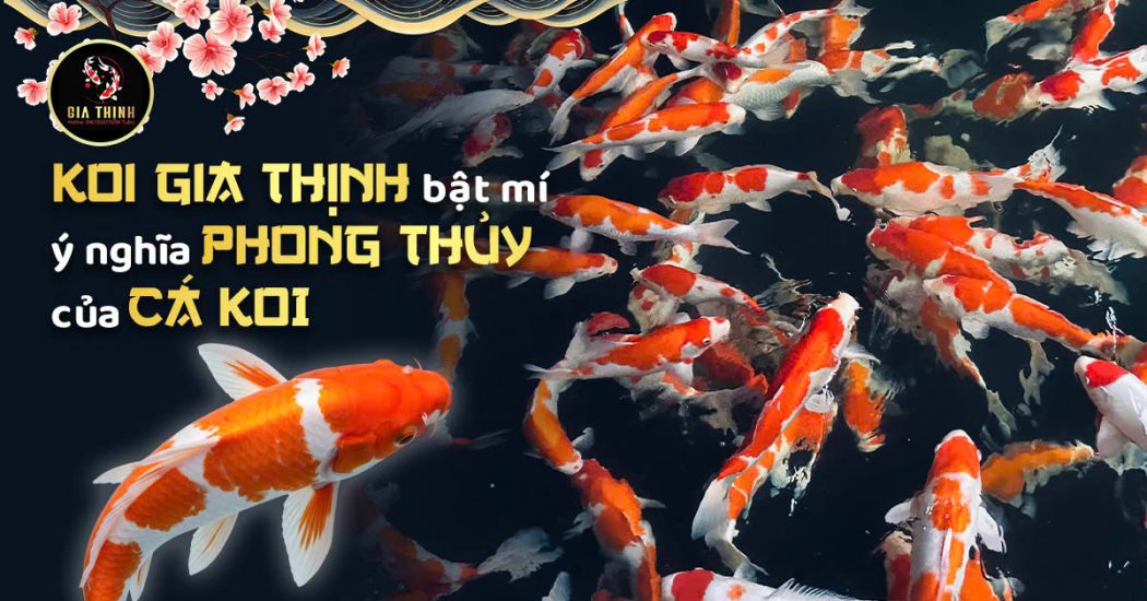 cá Koi