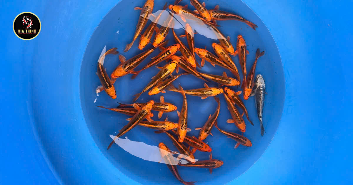 cá Koi