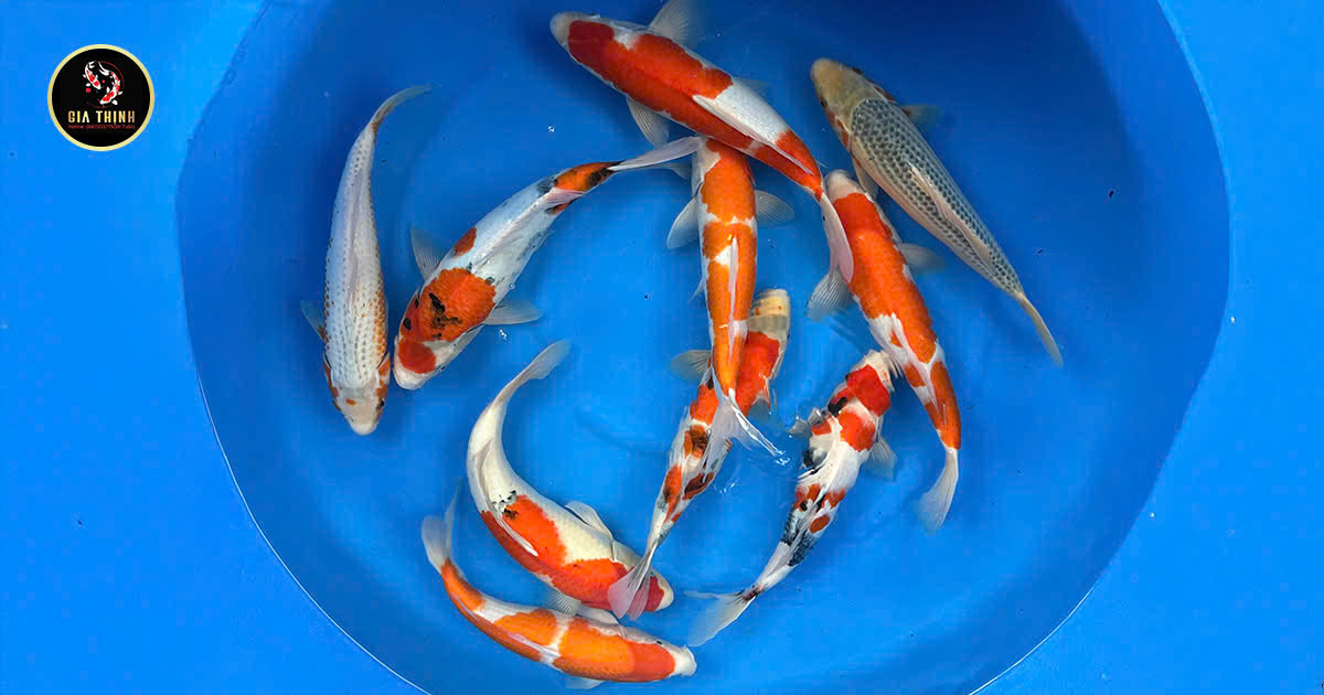 Tosai, giai đoạn định hình màu sắc và hoa văn