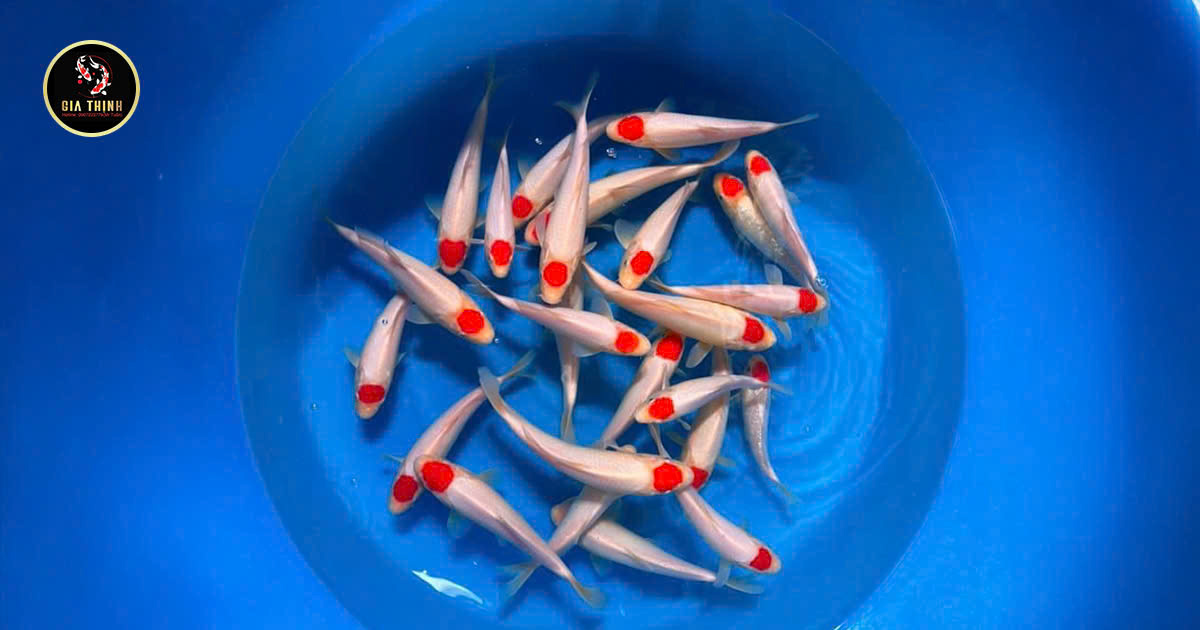 Tosai chuẩn Nhật tại Koi Gia Thịnh