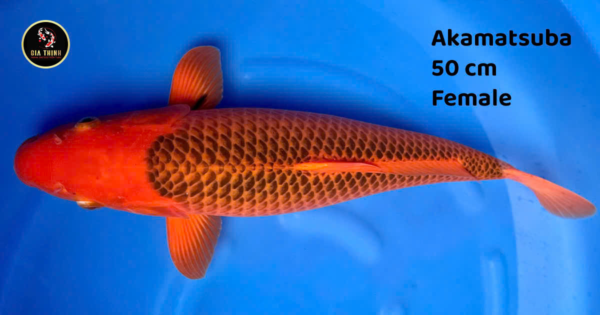 cá koi