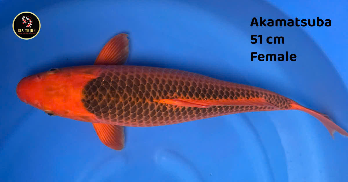 cá koi