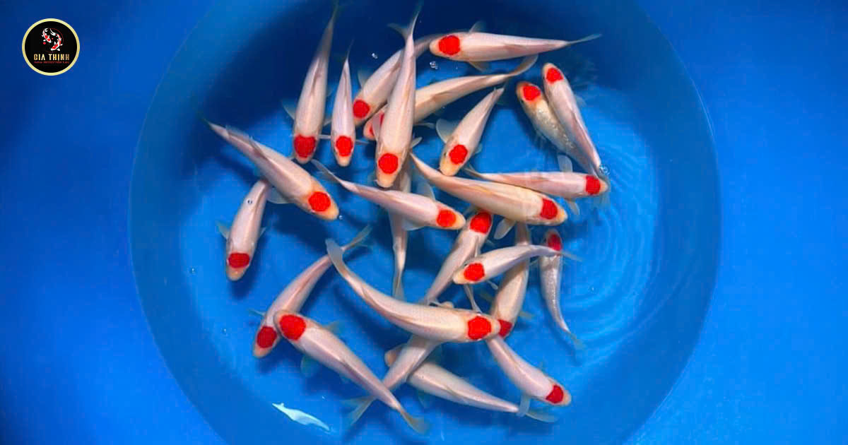 Cá Koi