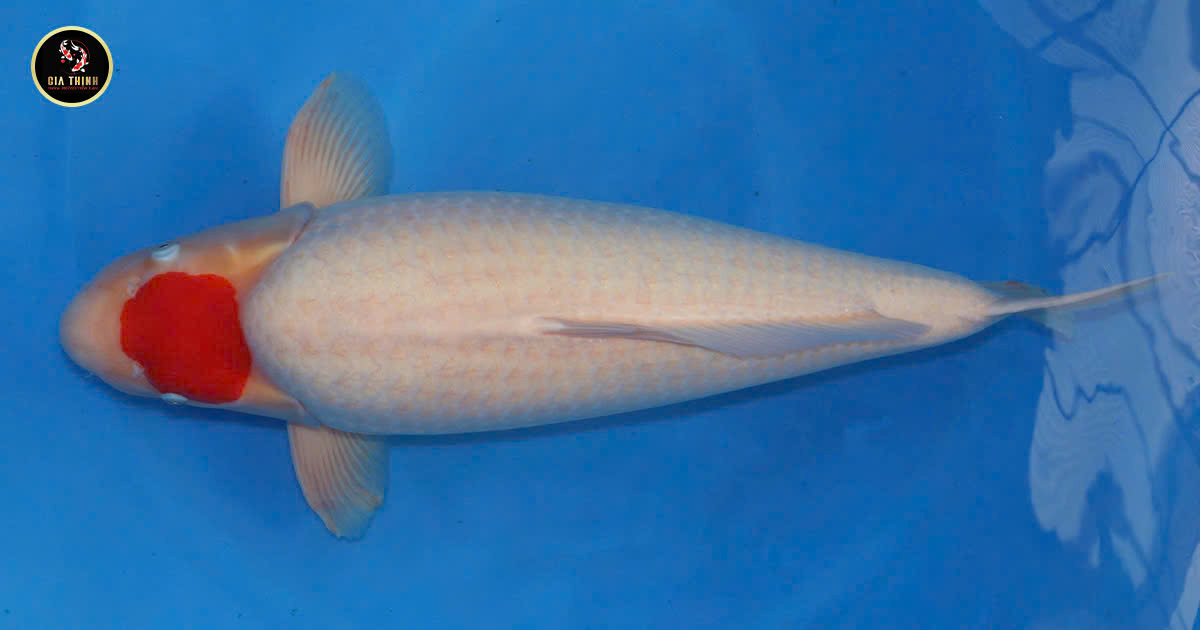 Cá Koi